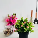 Cocooning & Cosy * Νίκαια